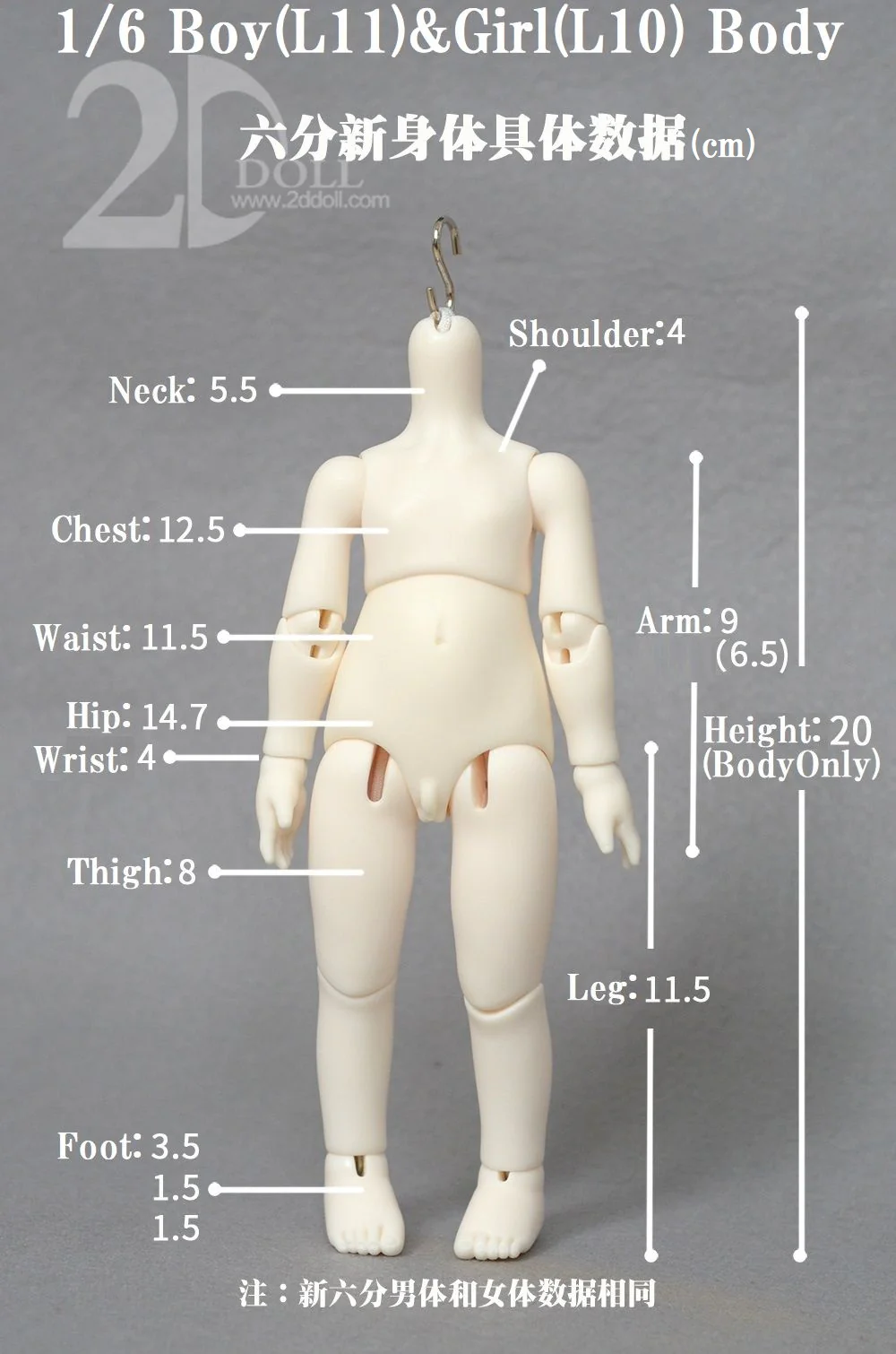 Dream | Preorder | DOLL - Image 11